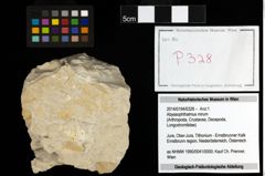 Foto (Objekt + Etiketten) von Abyssophthalmus mirum 
